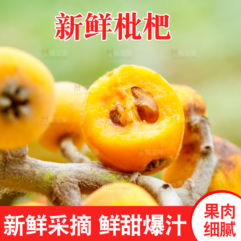 树枝上的枇杷果