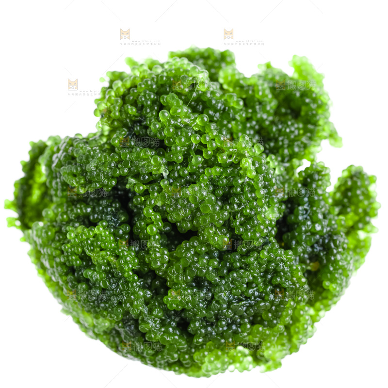 盐渍海葡萄放在白底上