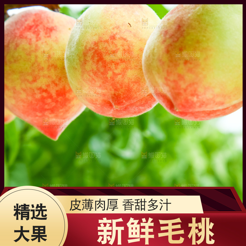 树枝上的毛桃