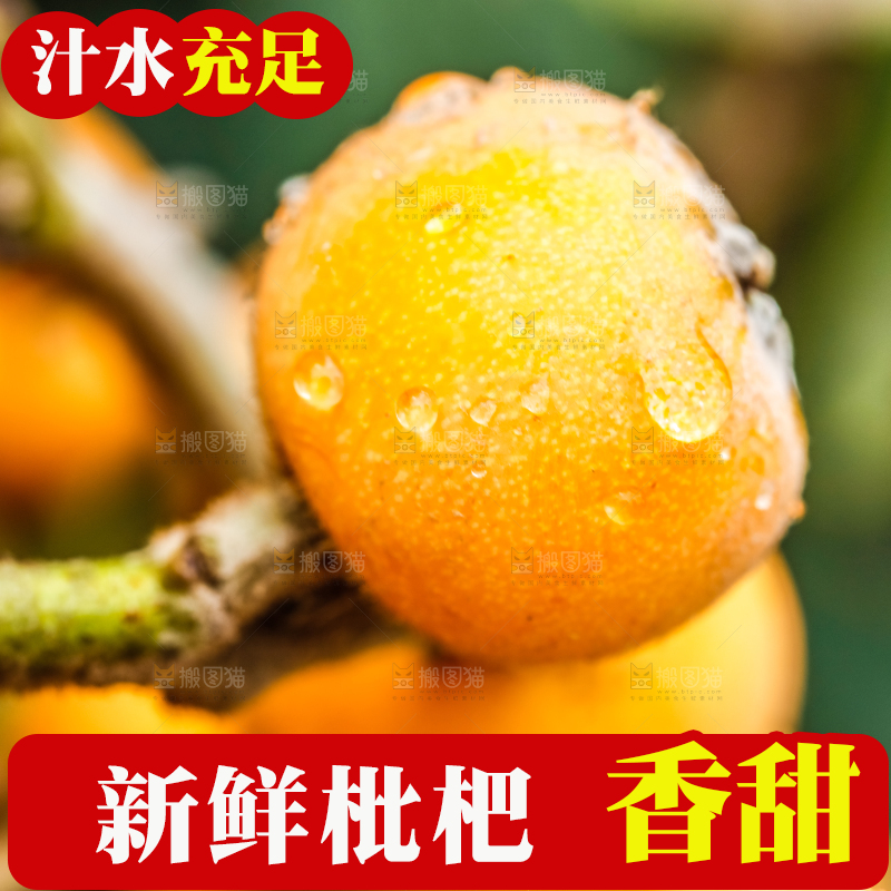 树枝上结的枇杷果
