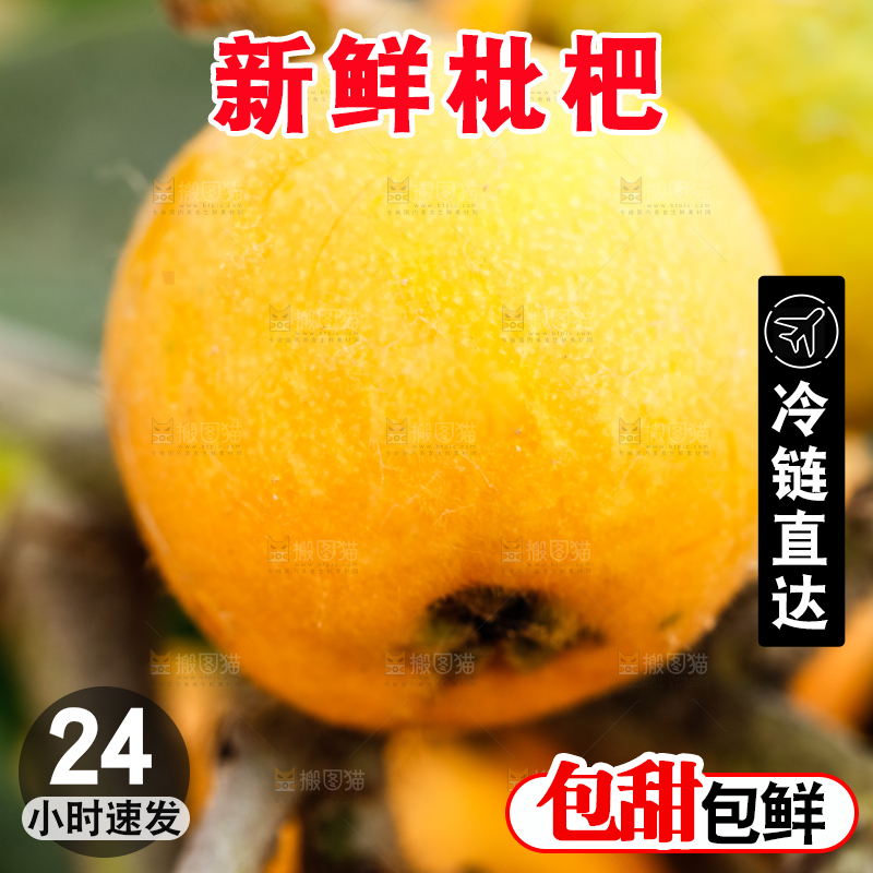 树枝上的枇杷