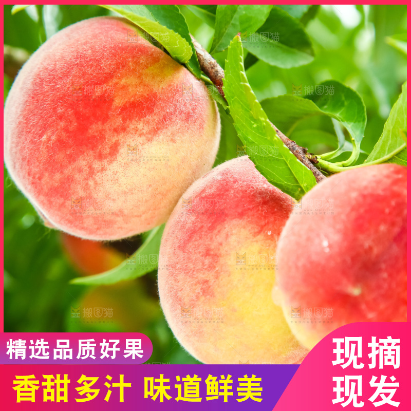 树枝上的毛桃