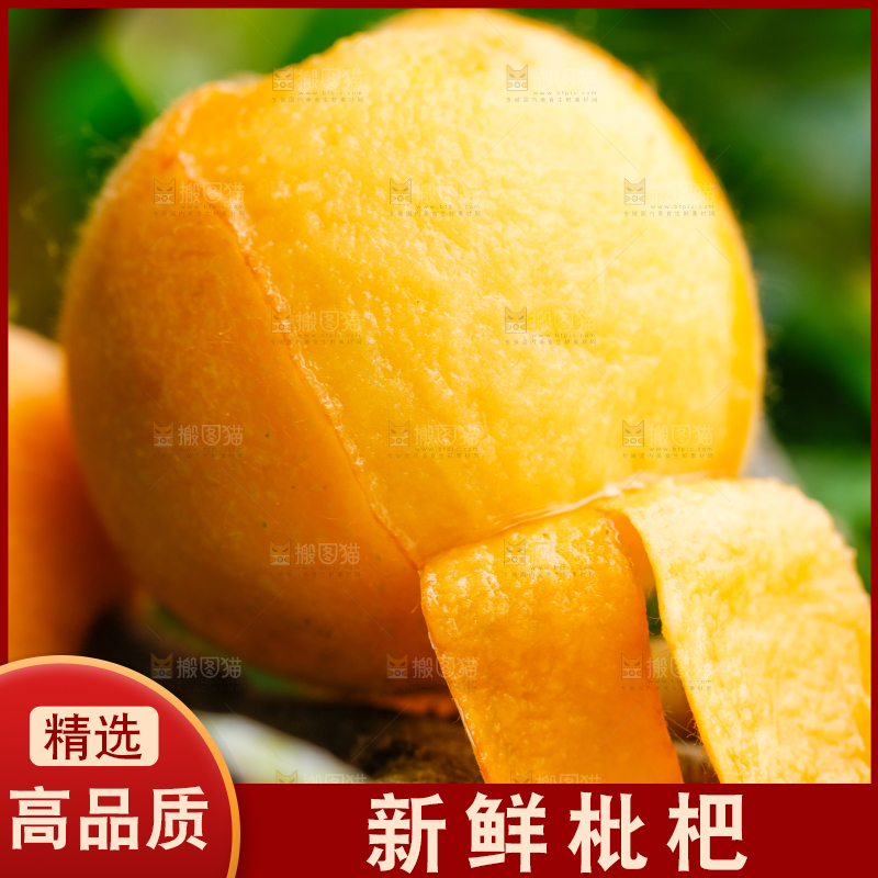 树枝上结的枇杷