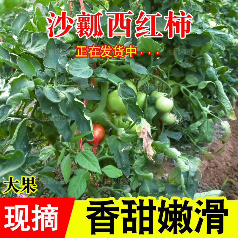 菜园里的西红柿