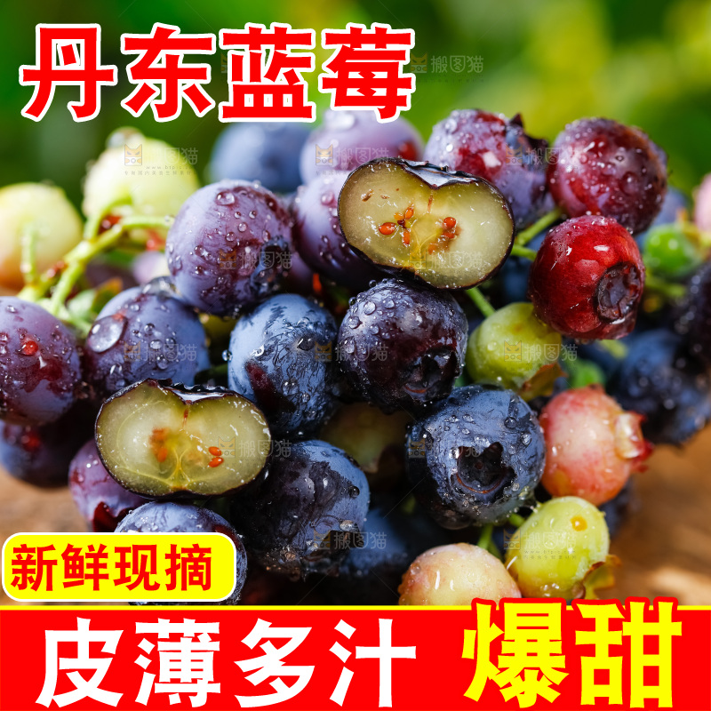 木底上放着山东蓝莓鲜果