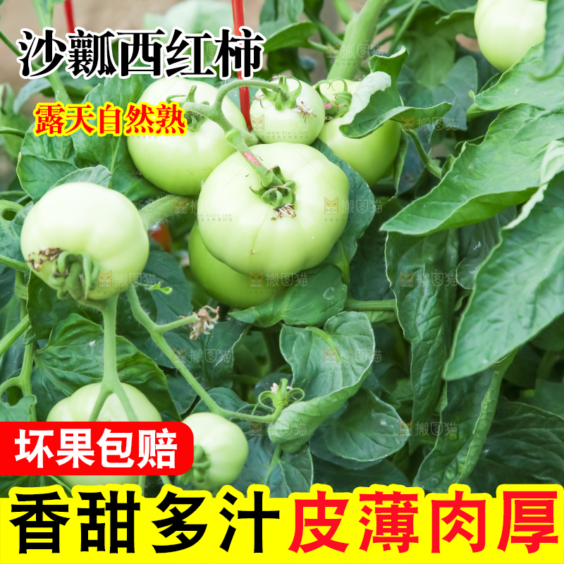 菜园里的西红柿