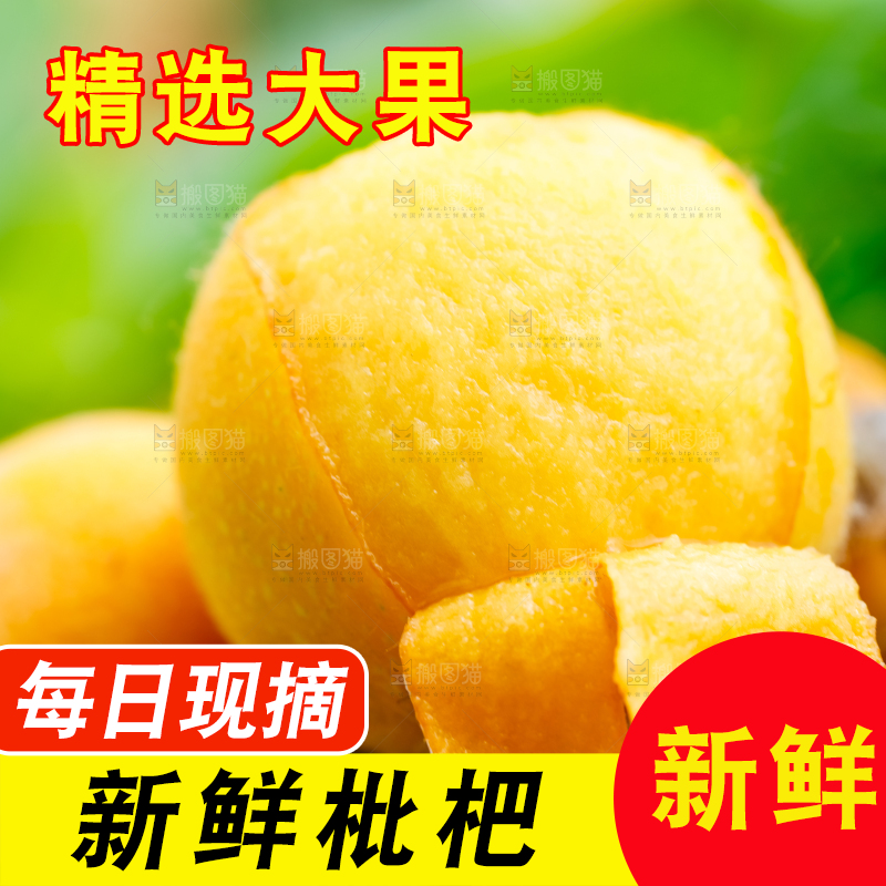 树枝上结的枇杷