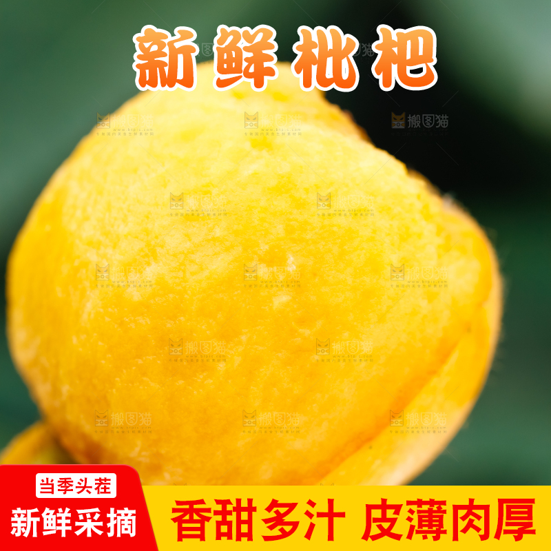 户外的枇杷果