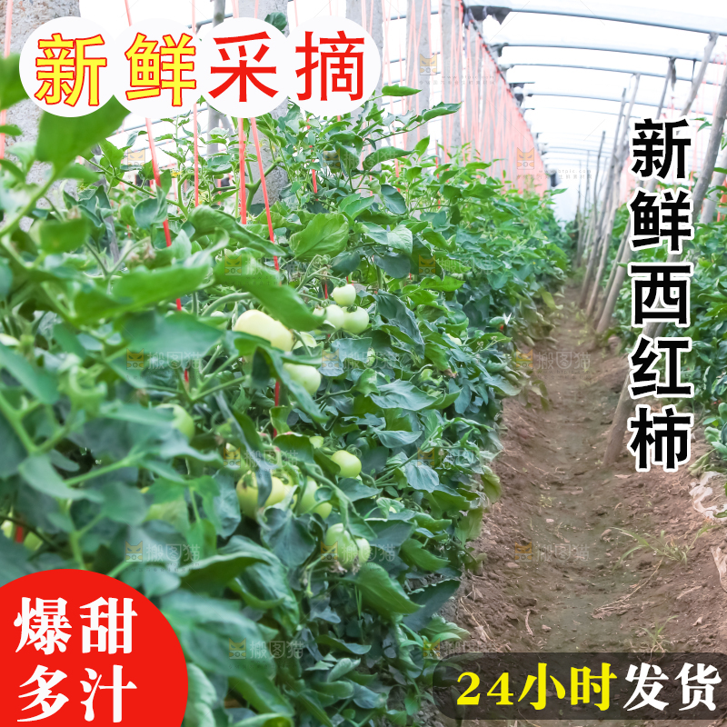 菜园里的西红柿