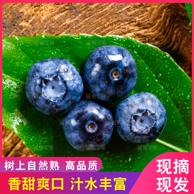 绿叶上摆放着蓝莓果
