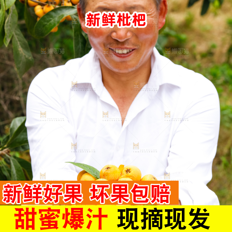 农民手里捧着采摘的枇杷果