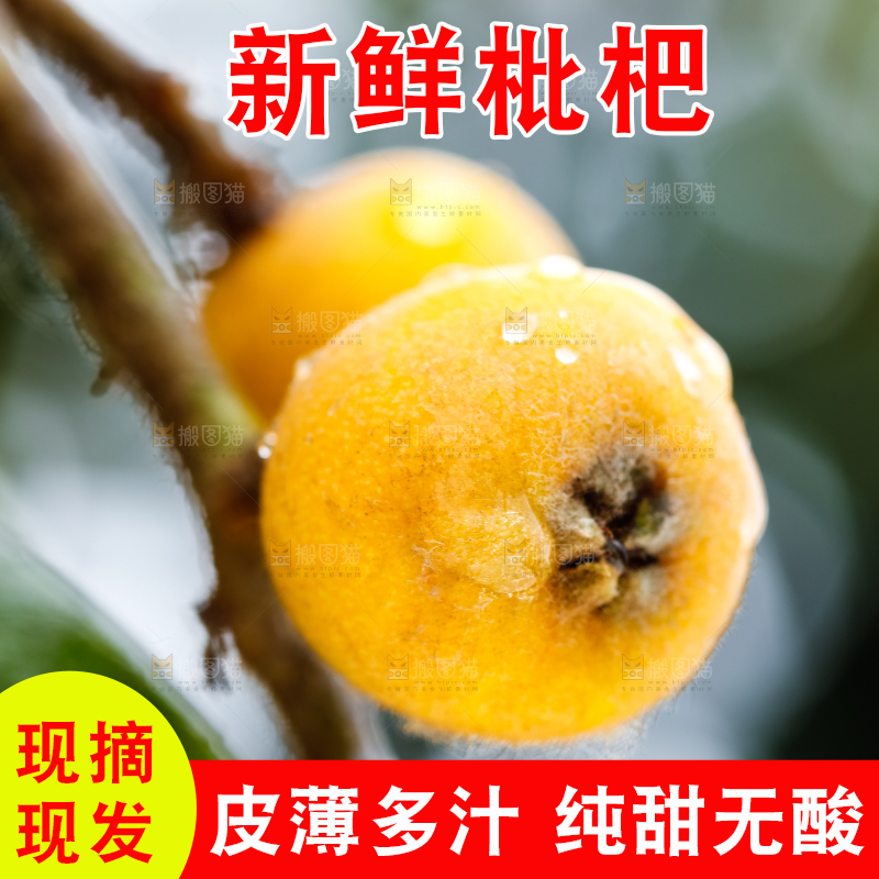 树枝上的枇杷