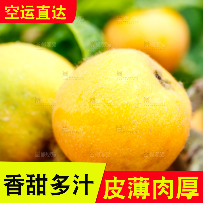 树枝上的枇杷