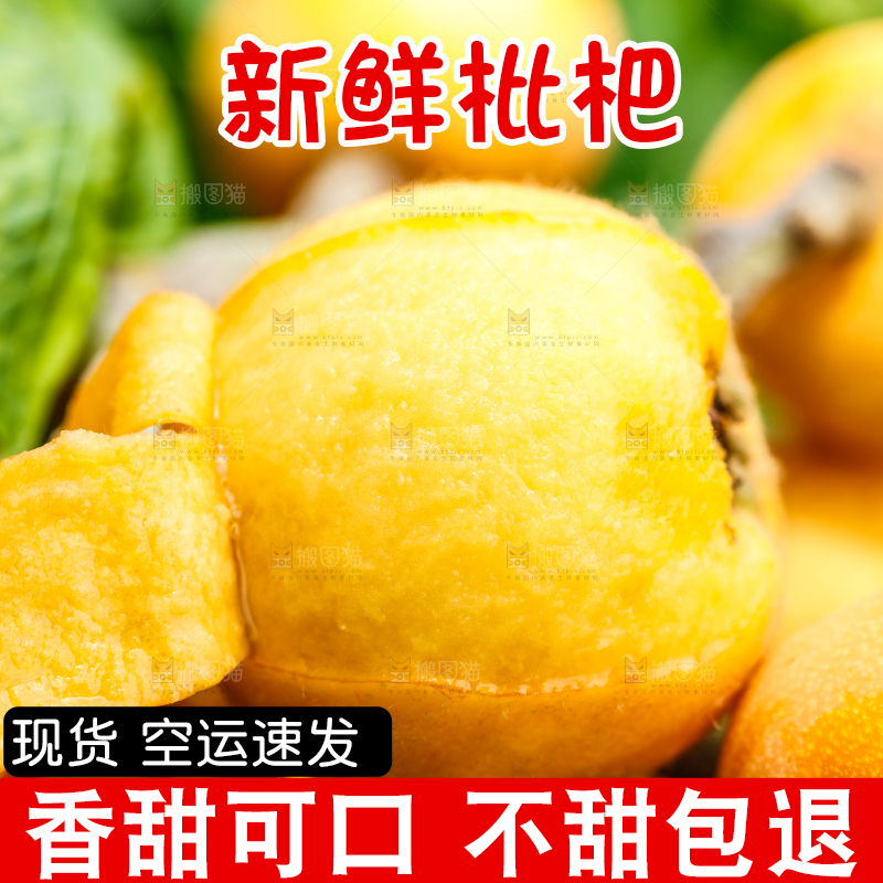 树枝上结的枇杷