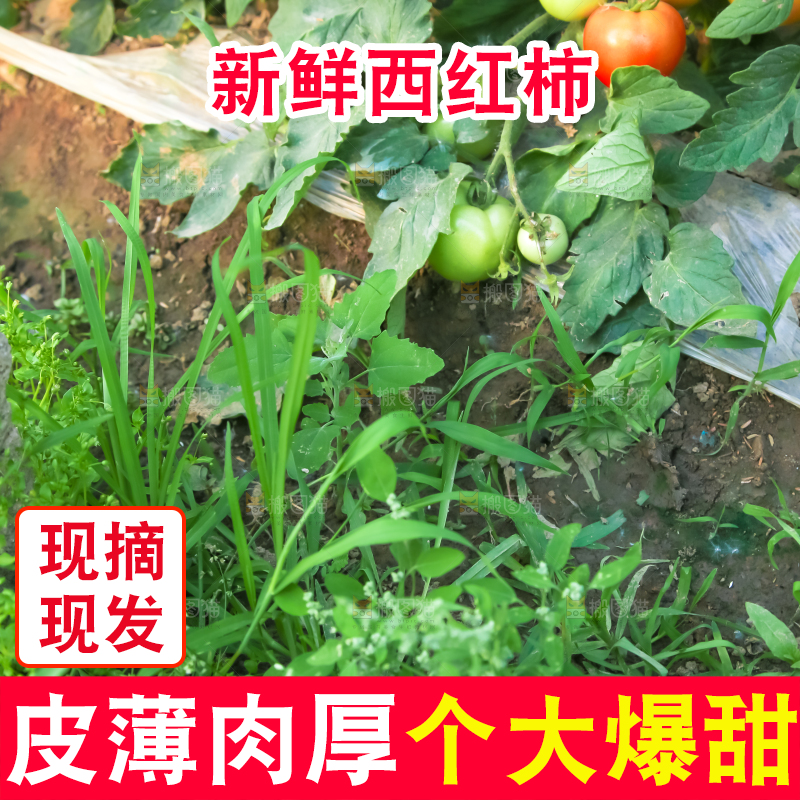 菜园里的西红柿