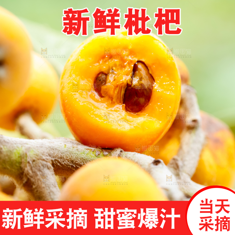 树枝上的枇杷果
