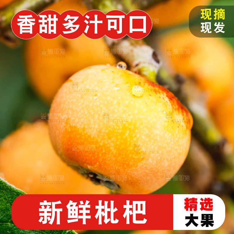 树枝上结的枇杷果