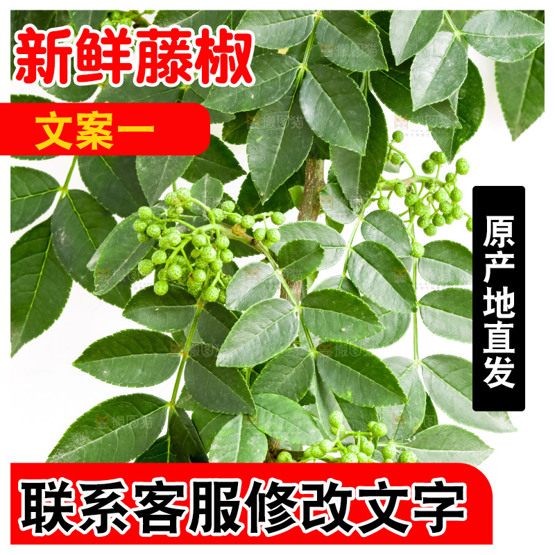 枝叶上的青花椒