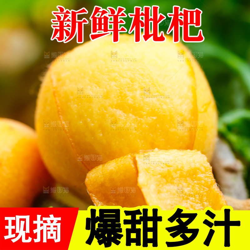 树枝上结的枇杷