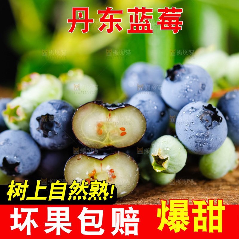 木底上放着山东蓝莓鲜果