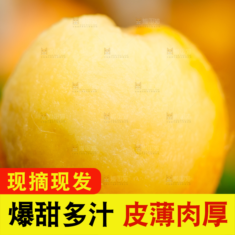 树枝上挂着枇杷