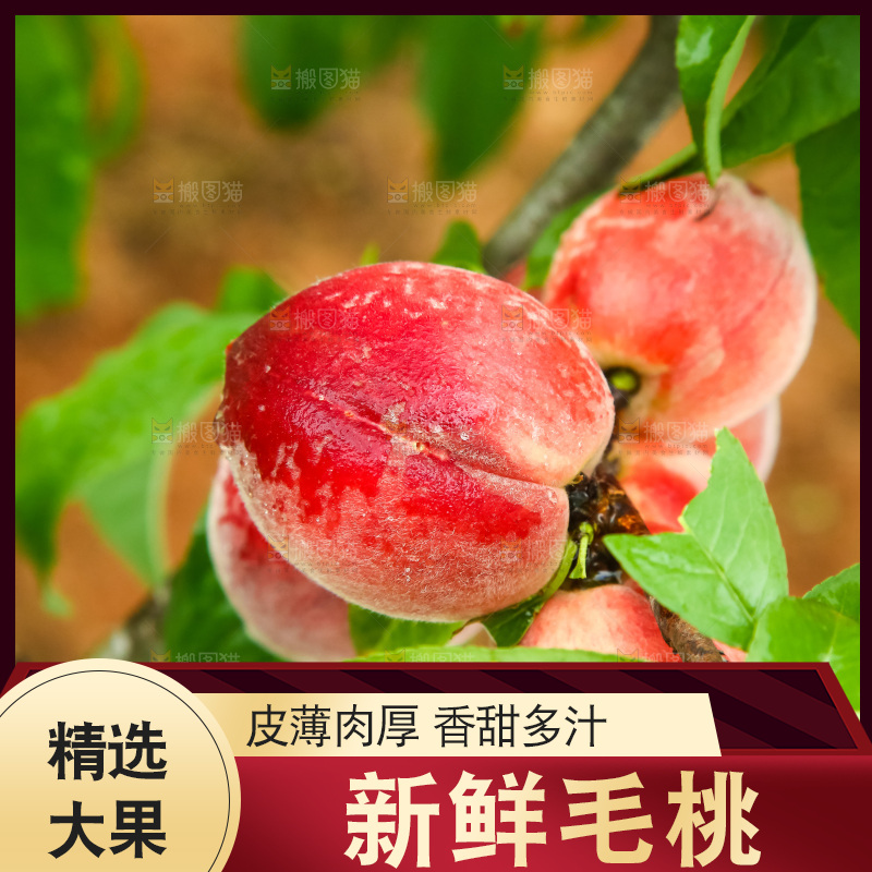 树枝上的毛桃