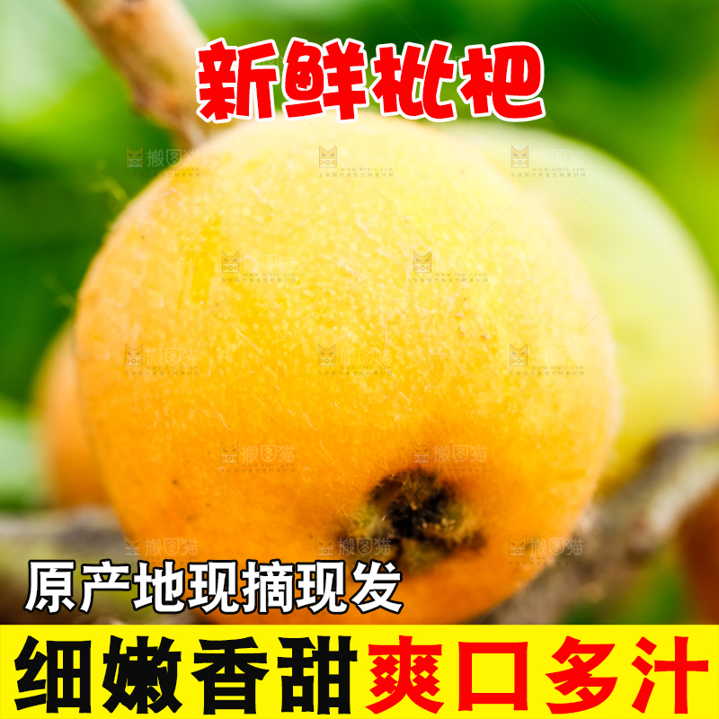树枝上的枇杷