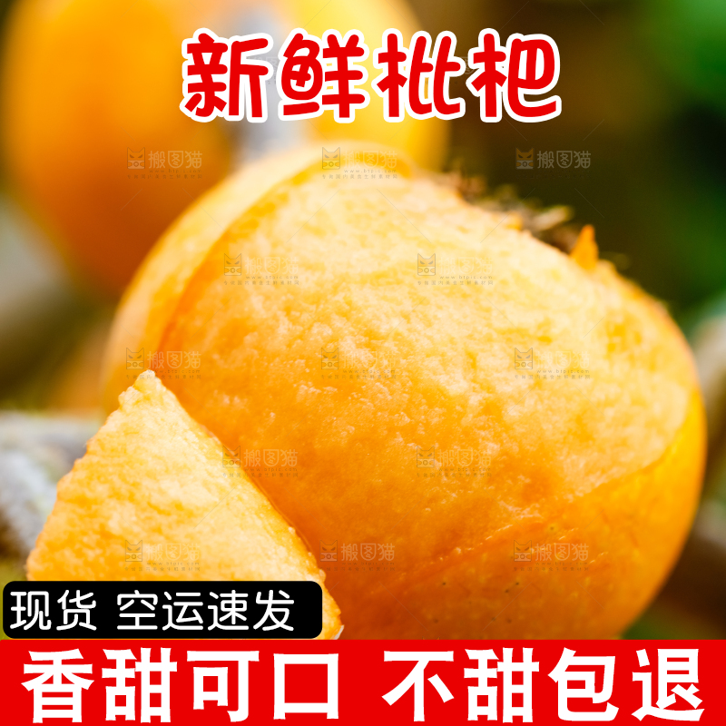 树枝上挂着枇杷