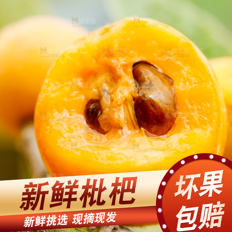 树枝上的枇杷果