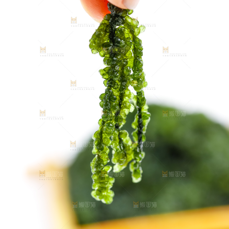 手拿海葡萄