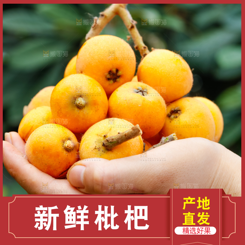 手里捧着新鲜枇杷