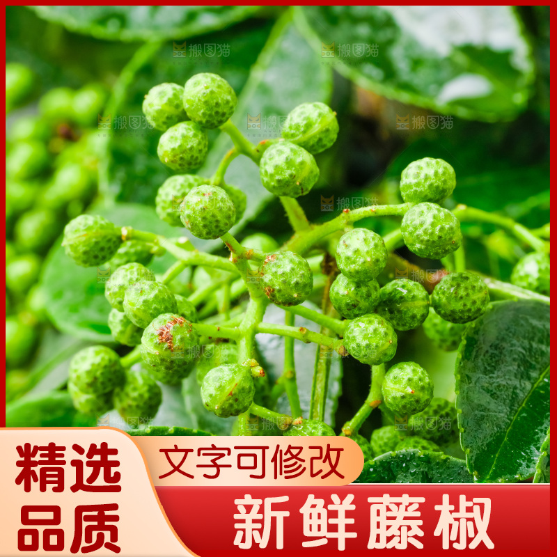 枝叶上的青花椒