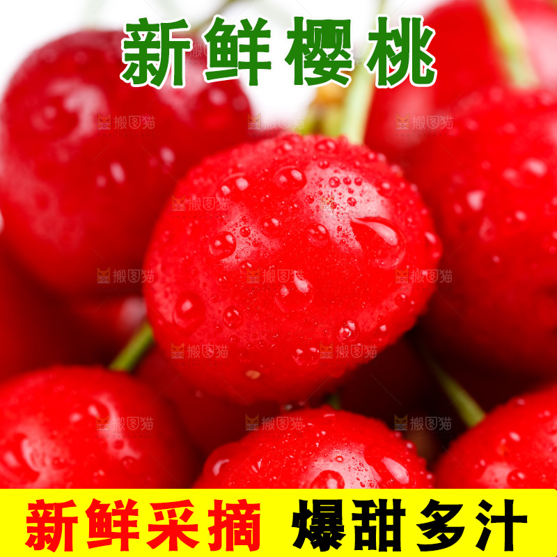 白底上的烟台樱桃