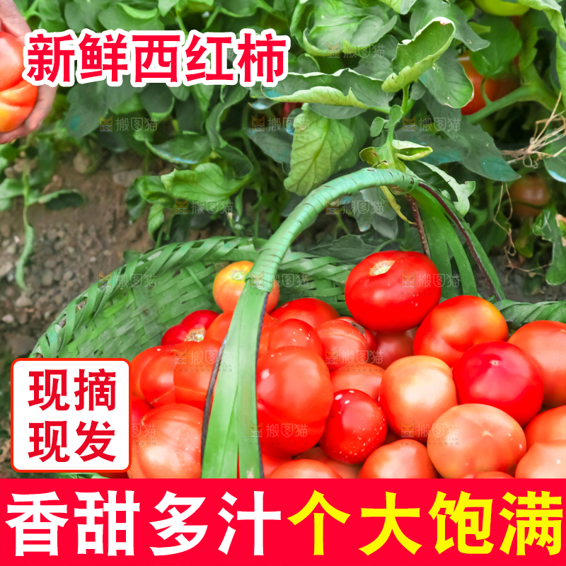 篮子里的西红柿