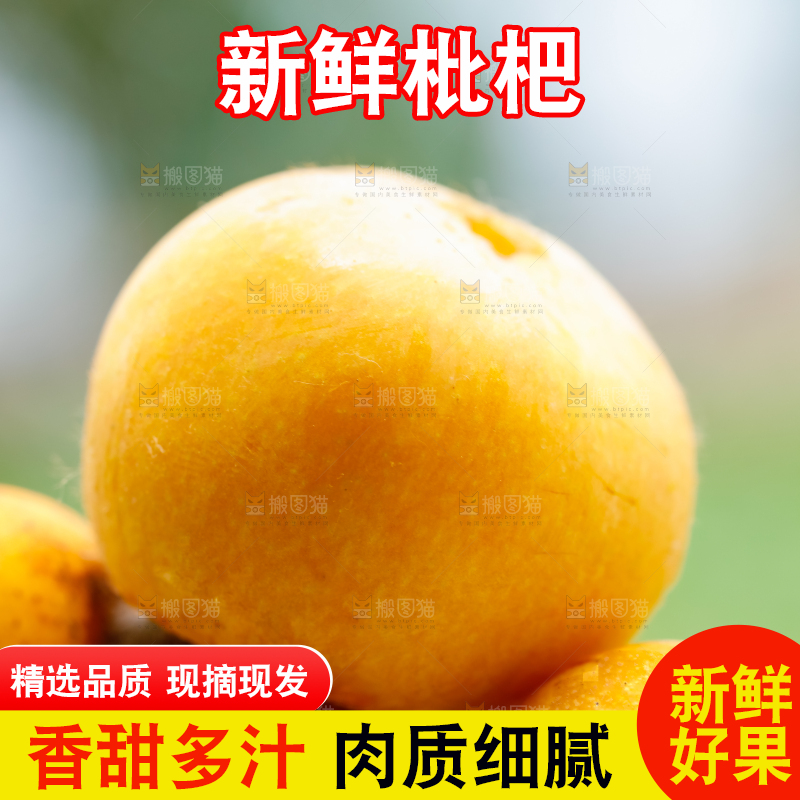 户外的枇杷果