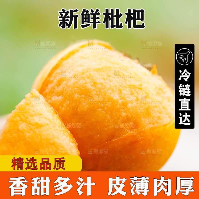 树枝上挂着枇杷