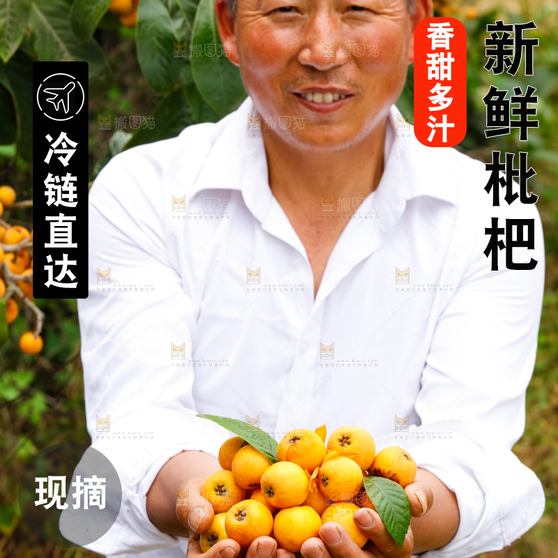 农民手里捧着采摘的枇杷果