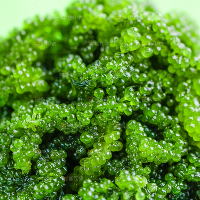 浅底上放着长寿菜