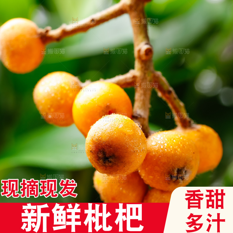 手里拿着新鲜枇杷