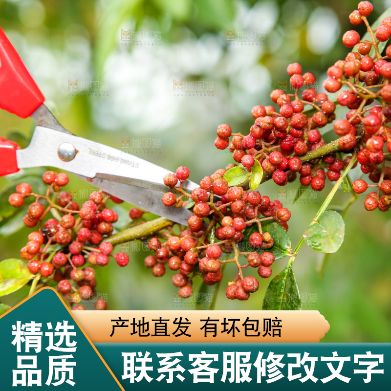 户外的红花椒