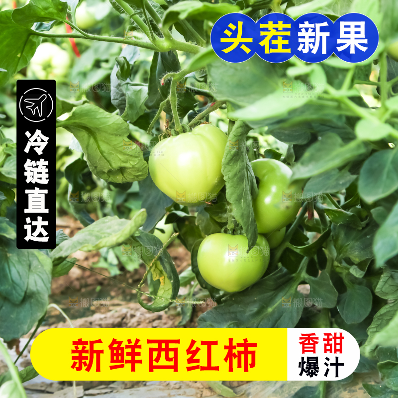 菜园里的西红柿