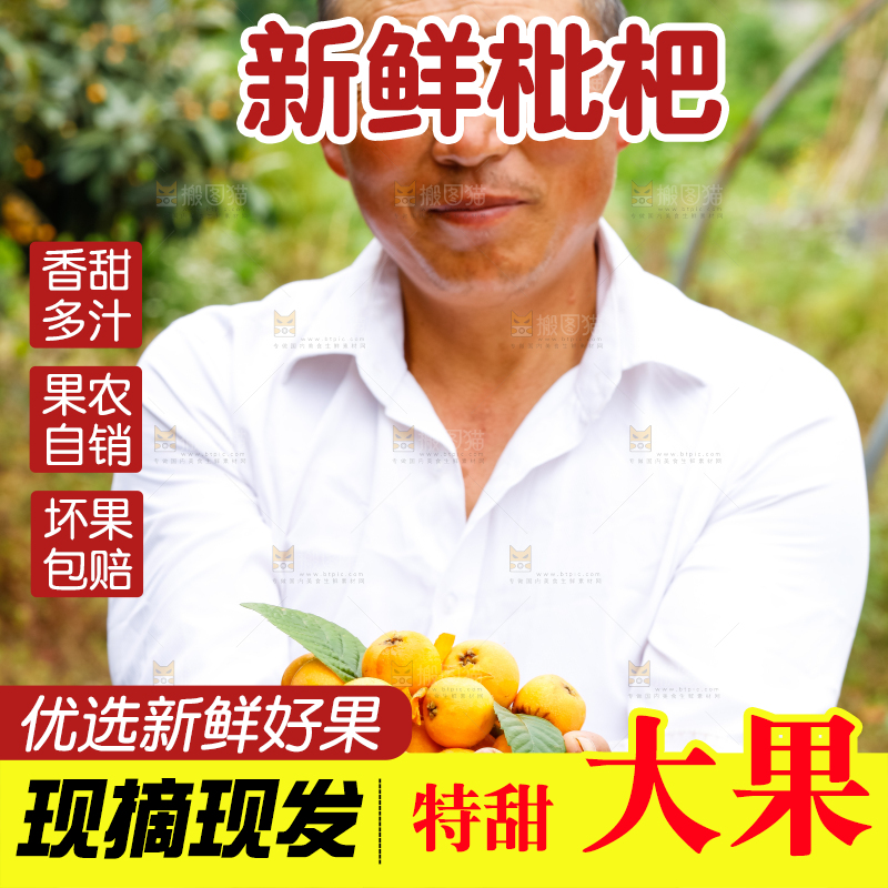 农民手里捧着采摘的枇杷果