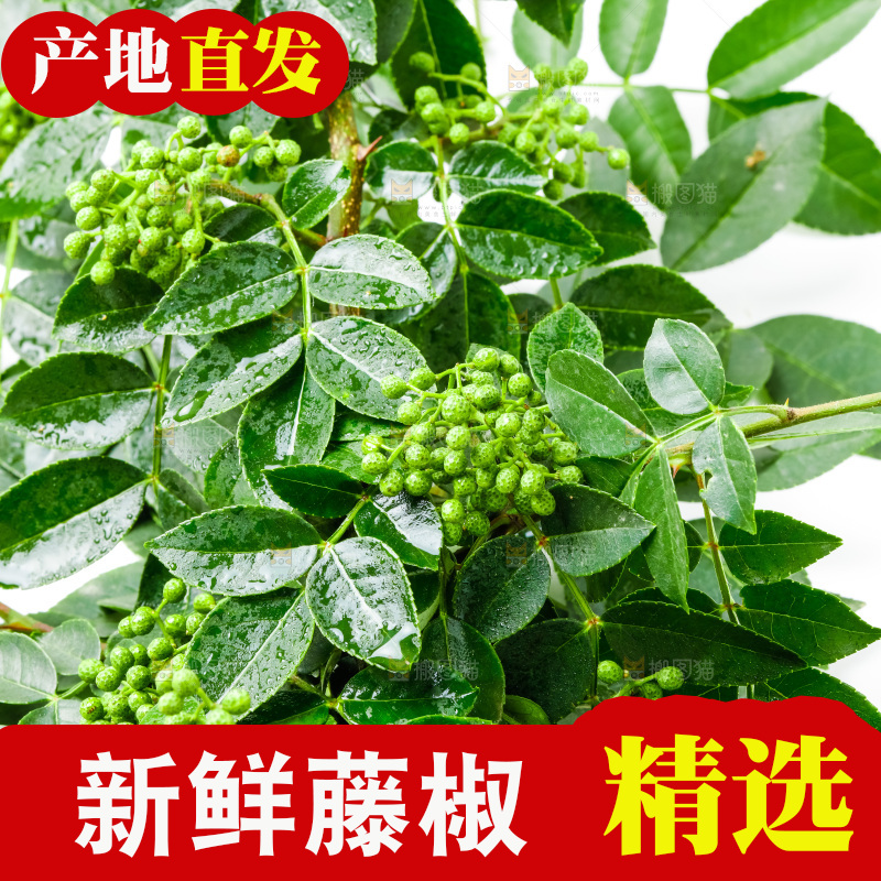 枝叶上的青花椒