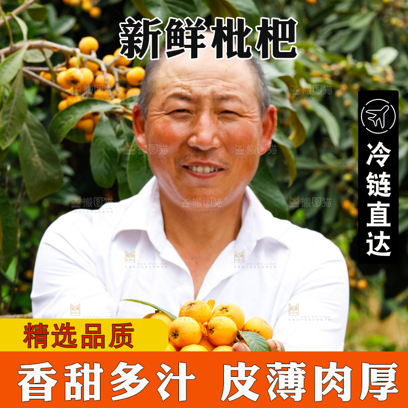 农民手里捧着采摘的枇杷果