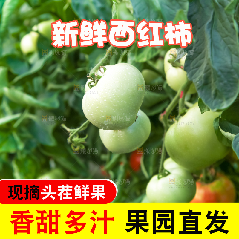 菜园里的西红柿