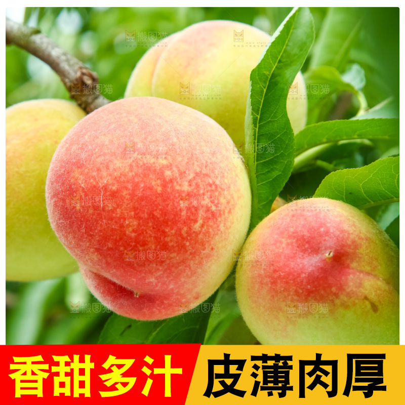 树枝上的毛桃