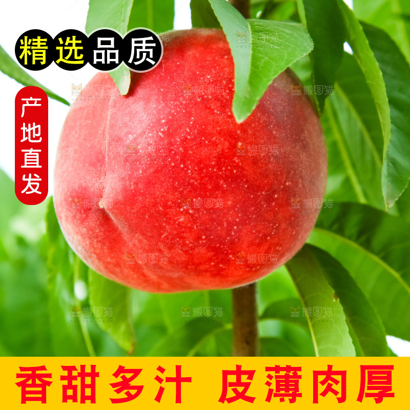 树枝上的毛桃