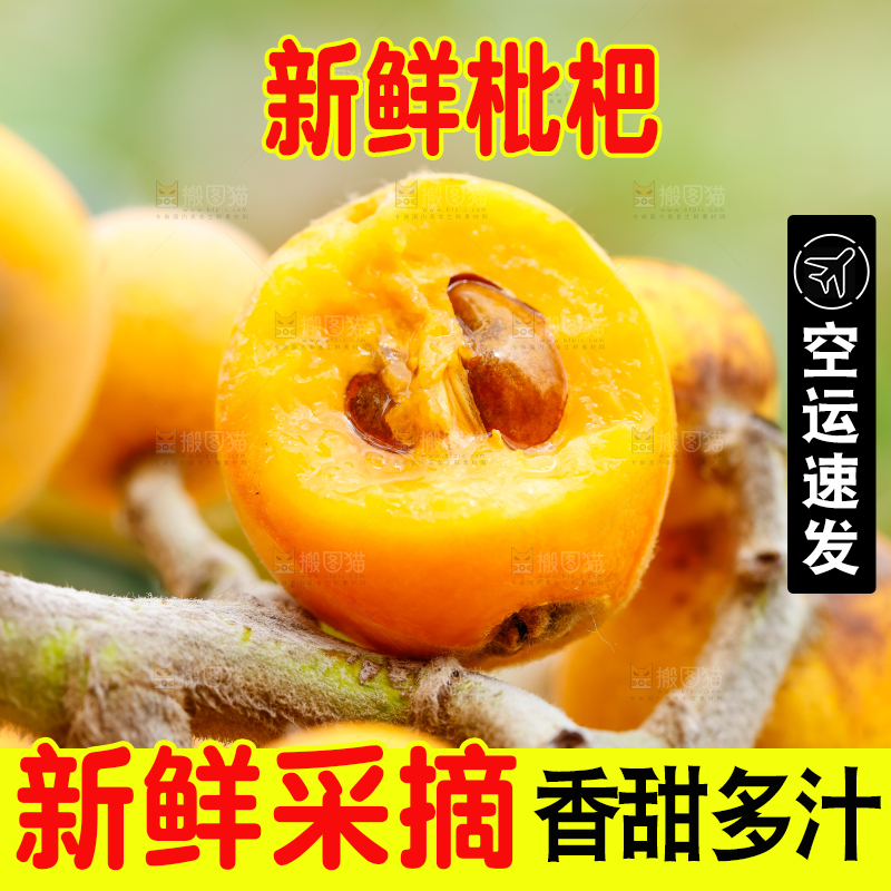 树枝上的枇杷果