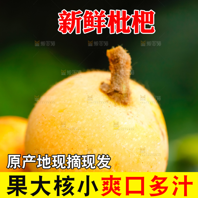 户外的枇杷果