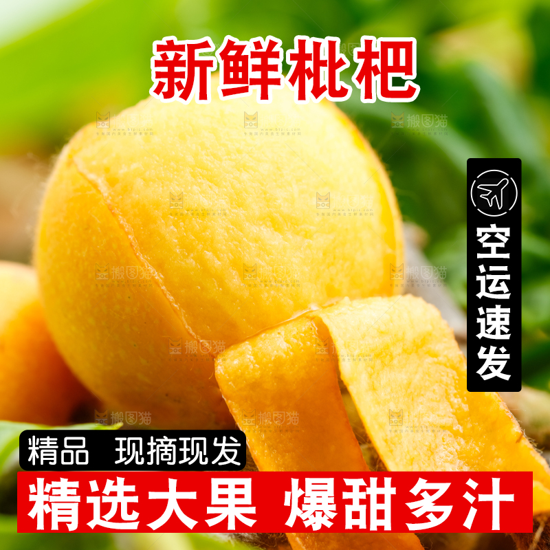 树枝上结的枇杷